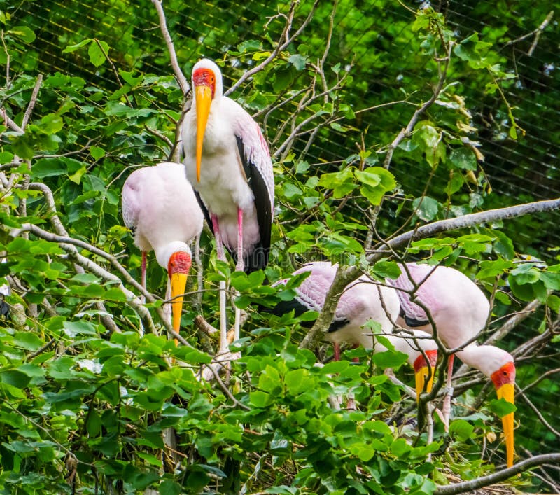Famiglia delle cicogne di legno nel loro nido in un albero, specie tropicale dell'uccello dall'Africa immagini stock Famiglia delle cicogne di legno nel loro nido in un albero, specie tropicale dell'uccello dall'Africa immagini stock