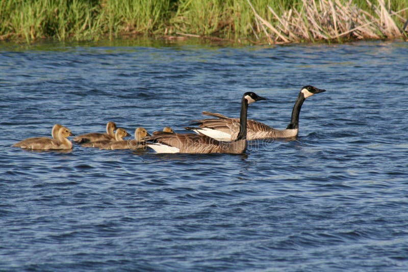 Famiglia di Oche del Canada immagine stock libera da diritti