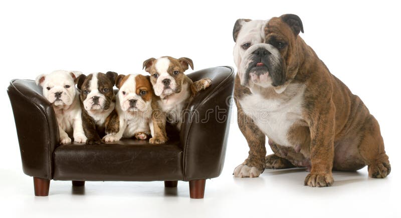 Famiglia di cani fotografie stock Famiglia di cani fotografie stock