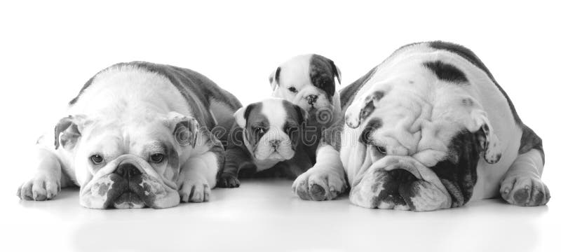 famiglia di cani con i cuccioli immagini stock famiglia di cani con i cuccioli immagini stock