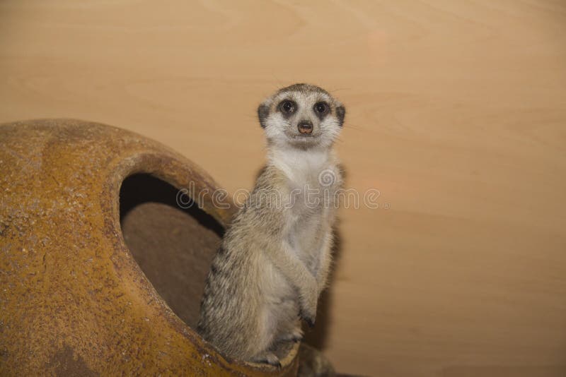 Famiglia di Suricate (meerkat) fotografia stock libera da diritti Famiglia di Suricate (meerkat) fotografia stock libera da diritti