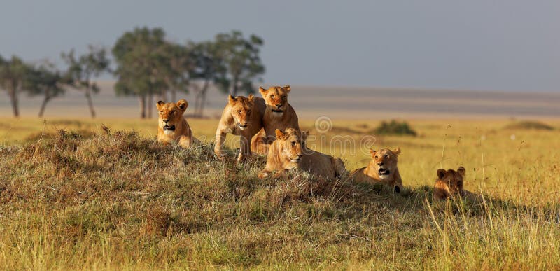 Familia africana del león en el reloj en una loma en la puesta del sol fotos de archivo libres de regalías Familia africana del león en el reloj en una loma en la puesta del sol fotos de archivo libres de regalías