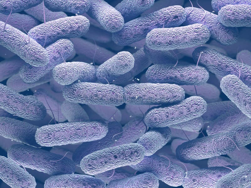 Familia de bacterias de las enterobacteriáceas