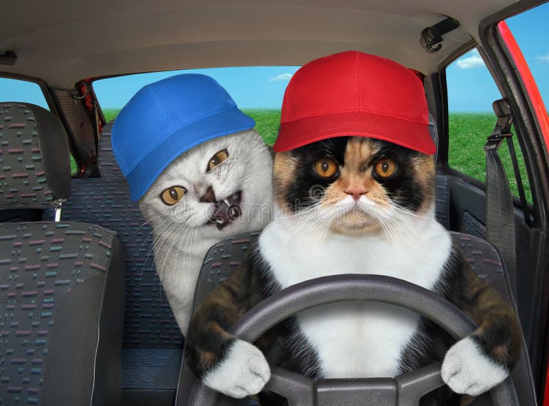 Gato Gris Con Amigo Conduce Coche Imagen de archivo - Imagen de licencia,  creativo: 213840455