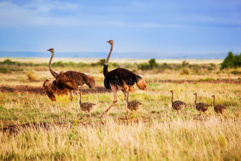 Familia de la avestruz en la sabana, Amboseli, Kenia foto de archivo Familia de la avestruz en la sabana, Amboseli, Kenia foto de archivo