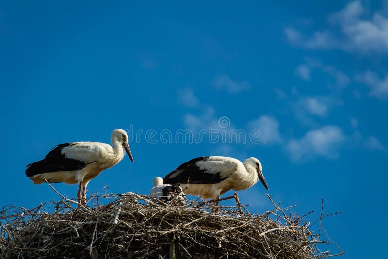 Familia de la cigüeña blanca en jerarquía con el cielo azul imagenes de archivo Familia de la cigüeña blanca en jerarquía con el cielo azul imagenes de archivo