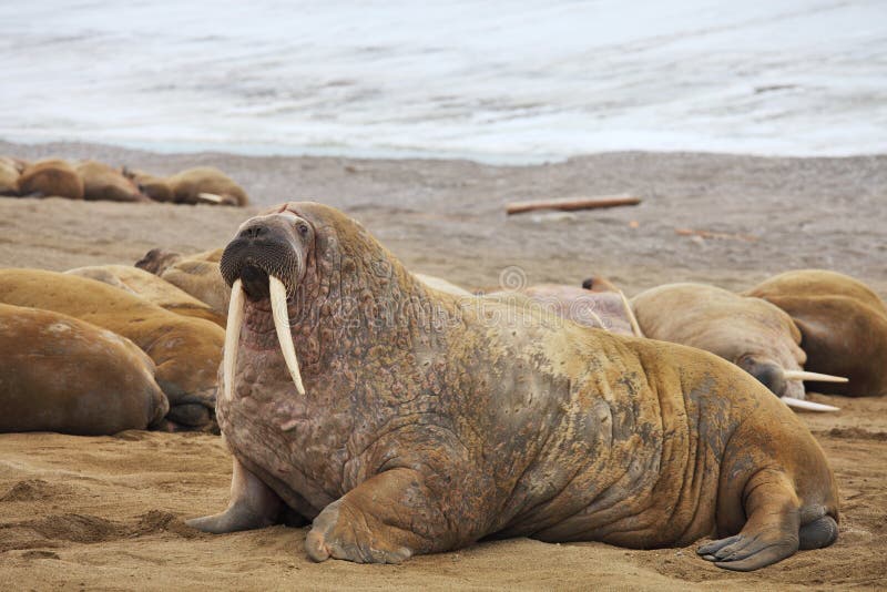Walrus family haul out - Arctic. Walrus family haul out - Arctic
