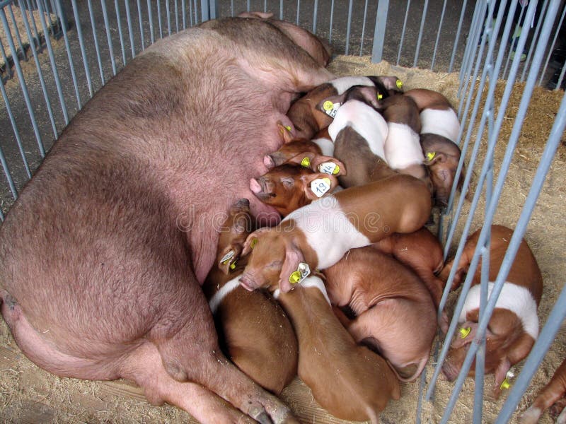 Familia de los cerdos en una parada en la exposición agraria.