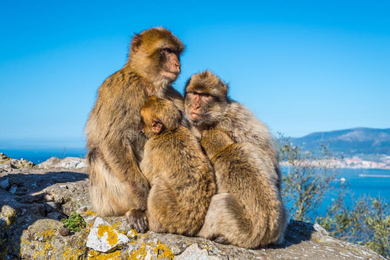 Familia de los macaques de Barbary fotografía de archivo libre de regalías Familia de los macaques de Barbary fotografía de archivo libre de regalías