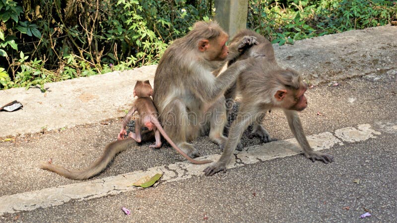 abogado falda Confuso Familia De Monos Indios Con Su Bebé Recién Nacido Foto de archivo - Imagen  de lindo, fauna: 244667798