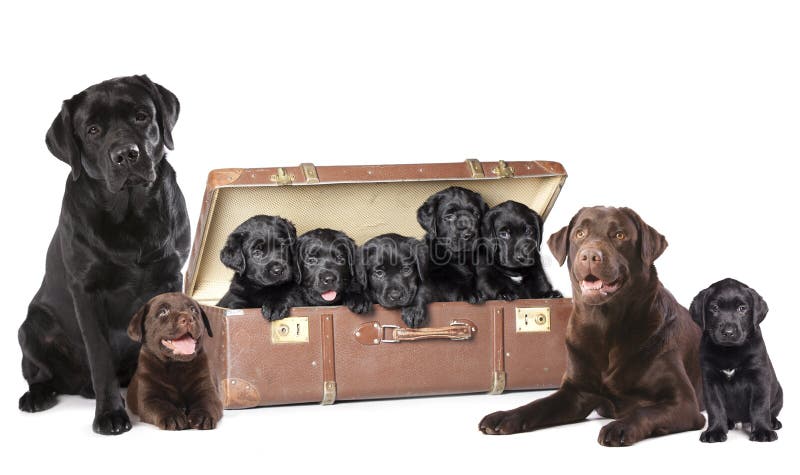 Familia de perro Labrador fotografía de archivo libre de regalías Familia de perro Labrador fotografía de archivo libre de regalías