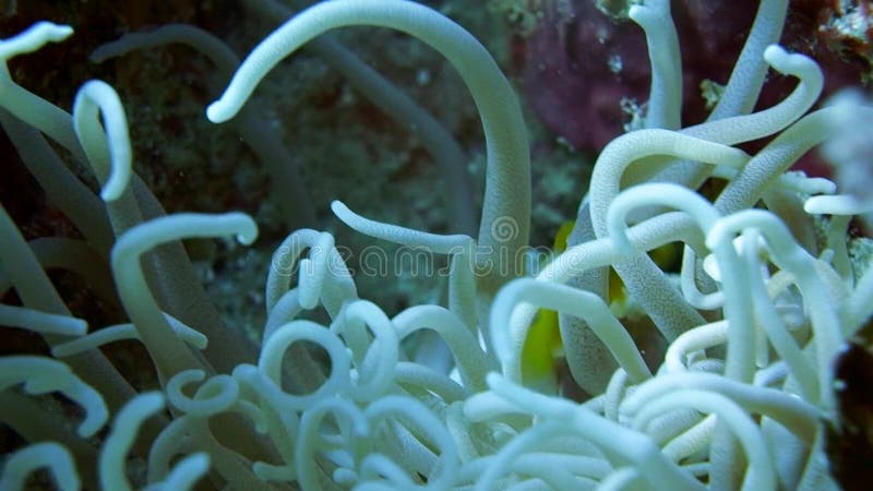 Familia de pești clownfish care se joacă în casa lor anonimă stock video