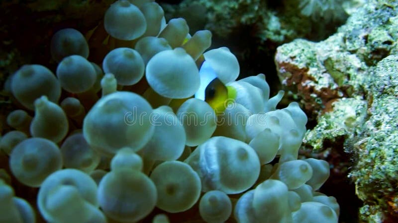 Familia de pești clownfish care se joacă în casa lor anonimă stock video footage