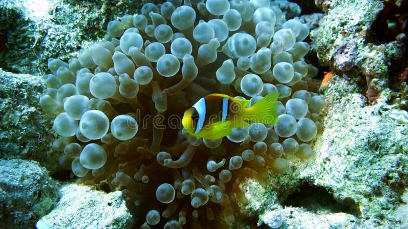 Familia de pești clownfish care se joacă în casa lor anonimă stock video footage