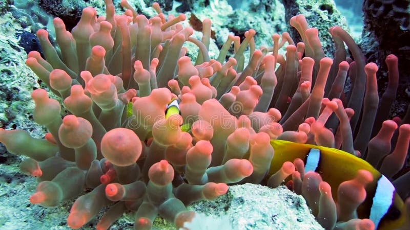 Familia de pești clownfish care se joacă în casa lor anonimă stock footage