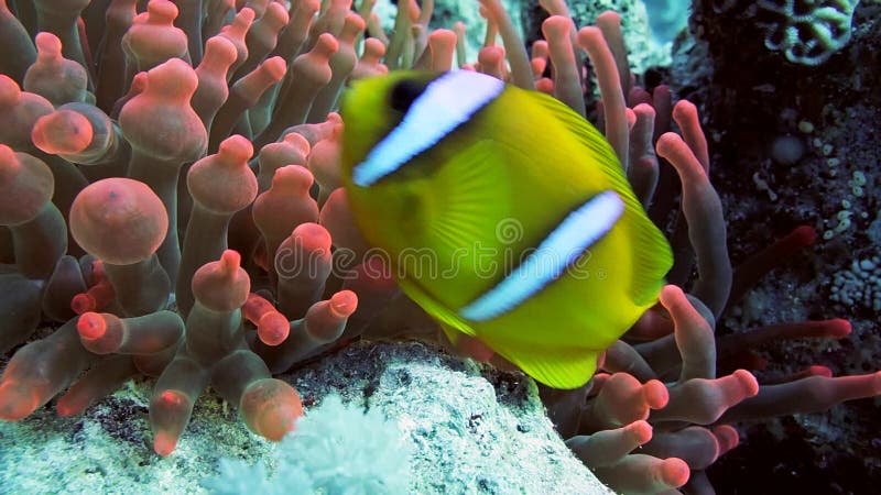 Familia de pești clownfish care se joacă în casa lor anonimă stock video
