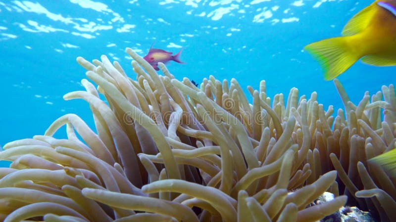 Familia de pești clownfish care se joacă în casa lor anonimă stock video footage