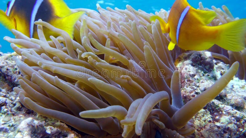 Familia de pești clownfish care se joacă în casa lor anonimă stock video footage