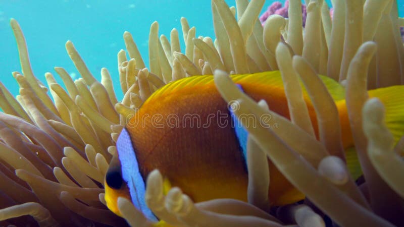 Familia de pești clownfish care se joacă în casa lor anonimă stock video