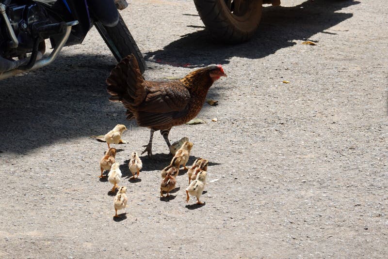 Familia de pollos criar gallinas y pollitos en la ciudad foto de archivo libre de regalías Familia de pollos criar gallinas y pollitos en la ciudad foto de archivo libre de regalías