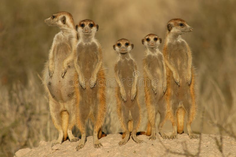 Famille suricate anecdote