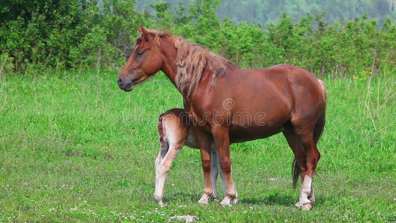 Familia del caballo