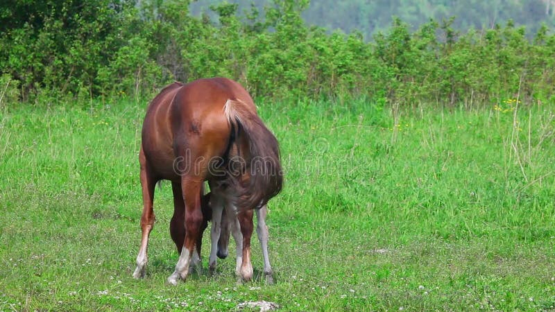 Familia del caballo