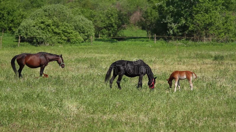 Familia del caballo