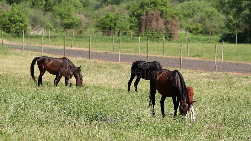 Familia del caballo