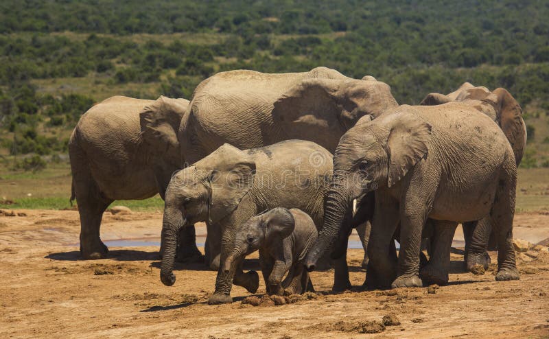 Familia del elefante africano en el waterhole foto de archivo Familia del elefante africano en el waterhole foto de archivo