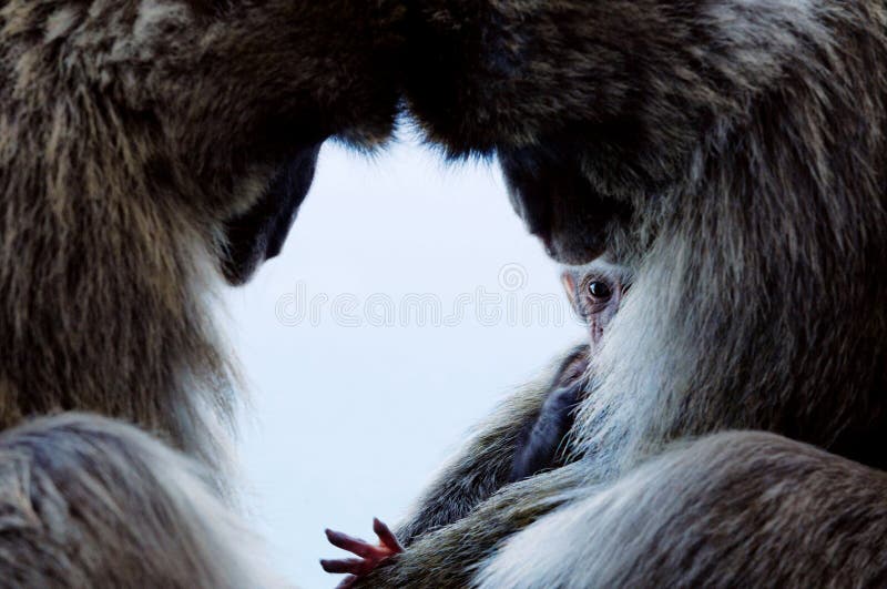 Two adult macaques with their heads together stare enthralled at their baby monkey. Two adult macaques with their heads together stare enthralled at their baby monkey.