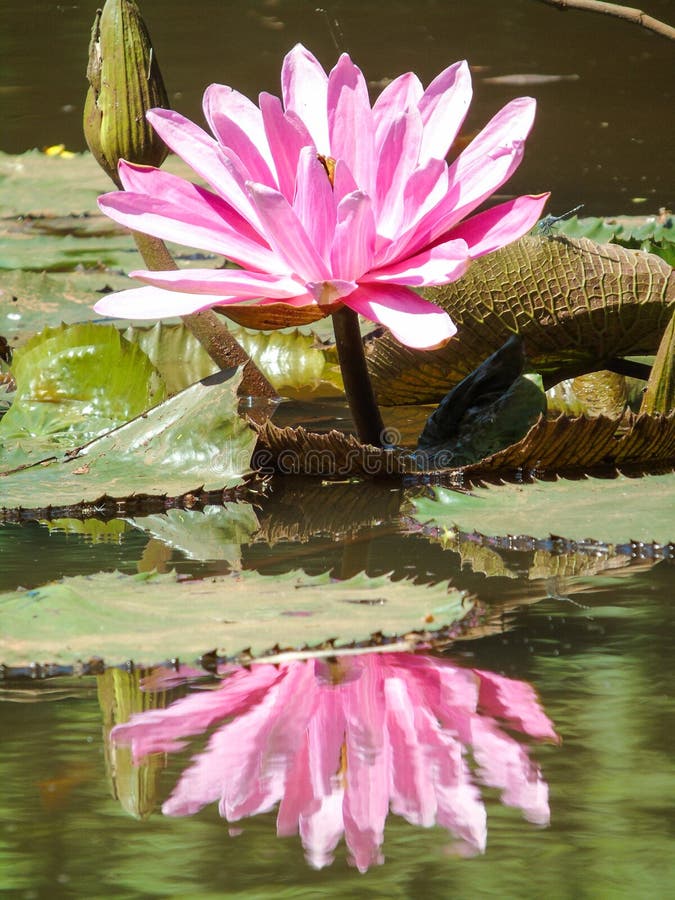 presupuesto simpatía honor Familia Del Nymphaeaceae De La Planta Acuática Del Nymphaea De Ninfeia Típica Imagen de archivo - Imagen de plantas, especie: 138365423 presupuesto simpatía honor Familia Del Nymphaeaceae De La Planta Acuática Del Nymphaea De Ninfeia Típica Imagen de archivo - Imagen de plantas, especie: 138365423