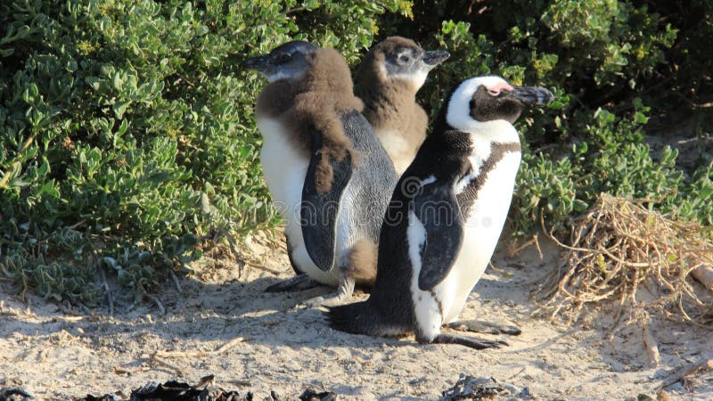 Familia del pingüino que vive en la libertad de la naturaleza de vida fotografía de archivo libre de regalías Familia del pingüino que vive en la libertad de la naturaleza de vida fotografía de archivo libre de regalías