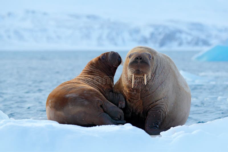Familia en el hielo frío La morsa, rosmarus del Odobenus, se pega hacia fuera del agua azul en el hielo blanco con la nieve, Sval fotografía de archivo libre de regalías Familia en el hielo frío La morsa, rosmarus del Odobenus, se pega hacia fuera del agua azul en el hielo blanco con la nieve, Sval fotografía de archivo libre de regalías