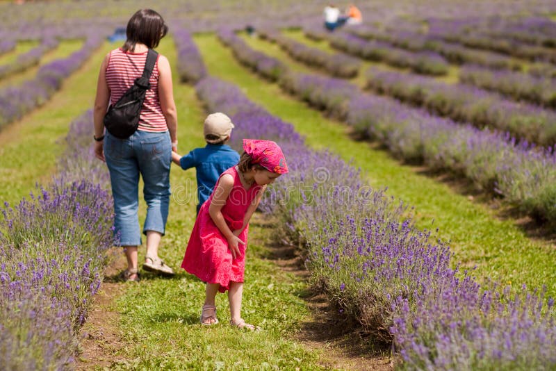 Familia en un campo de la lavanda imagen de archivo libre de regalías Familia en un campo de la lavanda imagen de archivo libre de regalías