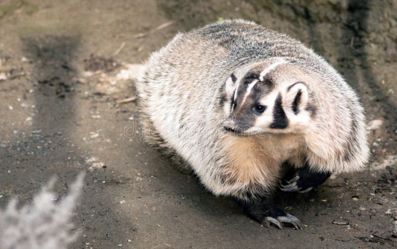Familia Legged corta del Mustelidae del animal salvaje del tejón de norteamericano imágenes de archivo libres de regalías