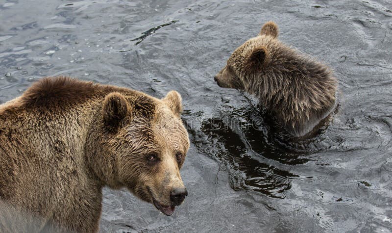 Familia linda de oso de la madre del oso marrón y su bebé que juega en el agua oscura Beringianus de los arctos del Ursus Oso de imágenes de archivo libres de regalías Familia linda de oso de la madre del oso marrón y su bebé que juega en el agua oscura Beringianus de los arctos del Ursus Oso de imágenes de archivo libres de regalías