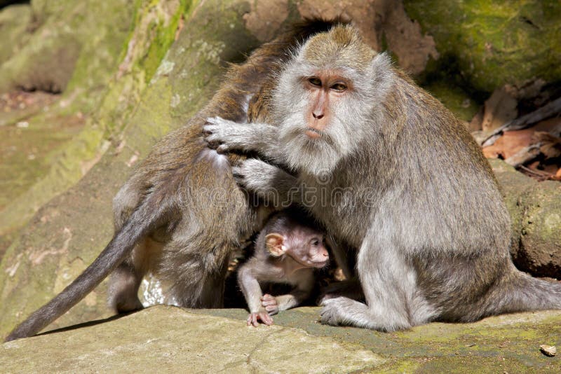 Familia Long-tailed del Macaque fotografía de archivo libre de regalías Familia Long-tailed del Macaque fotografía de archivo libre de regalías