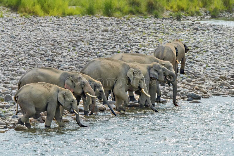 Familia salvaje del elefante en el río en el bosque fotografía de archivo libre de regalías Familia salvaje del elefante en el río en el bosque fotografía de archivo libre de regalías