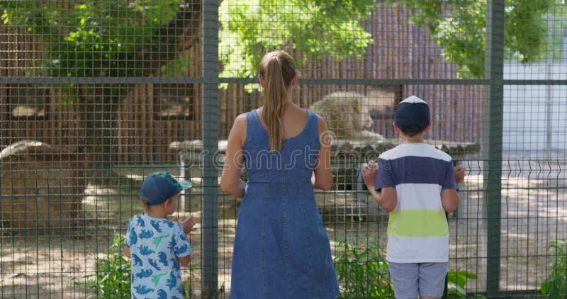 Familia viendo león en clausura de zoológico almacen de metraje de vídeo