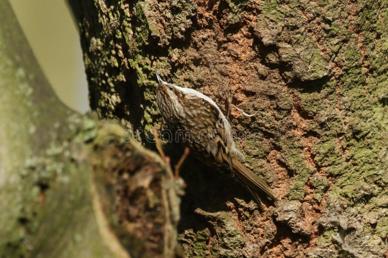 Familiaris sbalorditivi di un Certhia di Treecreeper che scalano il tronco di grande albero che cerca gli insetti per mangiare immagini stock Familiaris sbalorditivi di un Certhia di Treecreeper che scalano il tronco di grande albero che cerca gli insetti per mangiare immagini stock