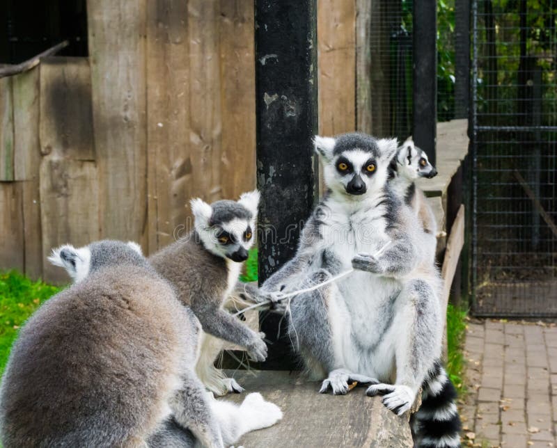 Familie des Ringes band die Makis an, die zusammen, eine Gruppe gefährdete Affen von Madagaskar sitzen lizenzfreie stockfotografie Familie des Ringes band die Makis an, die zusammen, eine Gruppe gefährdete Affen von Madagaskar sitzen lizenzfreie stockfotografie