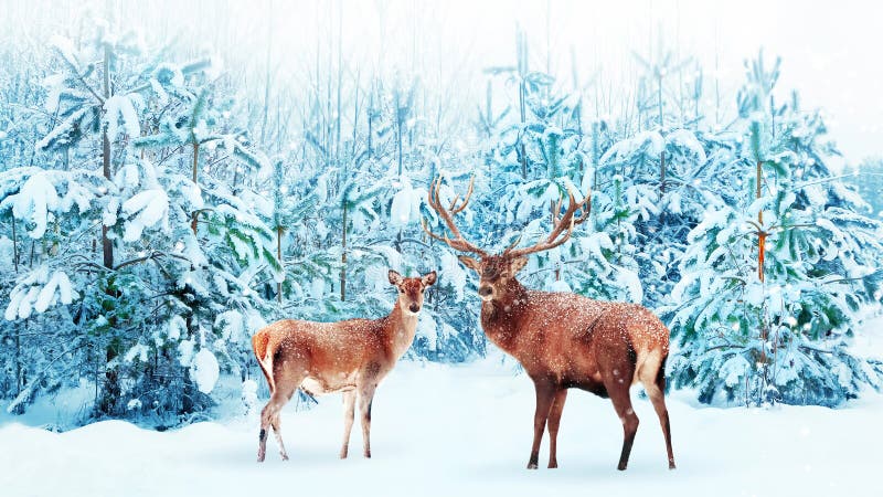 Familie edler Hirsche im schneebedeckten Winter. Weihnachtsk?nstlerisches Bild lizenzfreie stockbilder Familie edler Hirsche im schneebedeckten Winter. Weihnachtsk?nstlerisches Bild lizenzfreie stockbilder