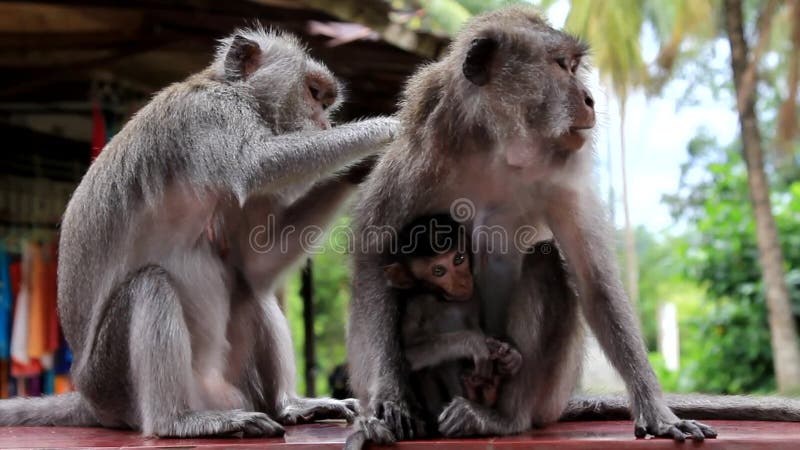 Familie van apen Babyaap het de borst geven Mammavoer De papa geeft Het concept van de familie