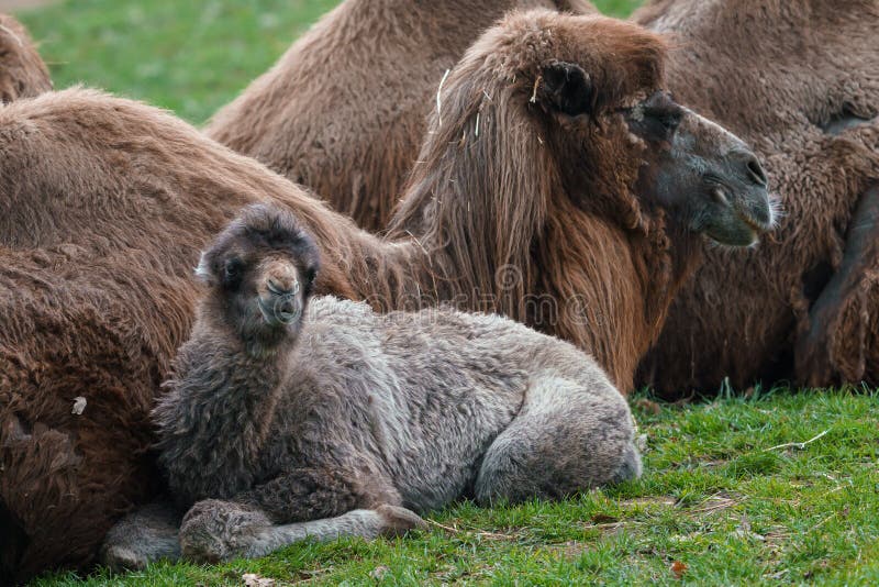 Family of Bactrian camel with cub, Camelus bactrianus. Also known as the Mongolian camel. Family of Bactrian camel with cub, Camelus bactrianus. Also known as the Mongolian camel.