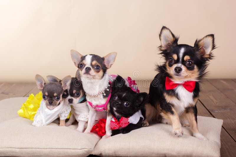 Familie van chihuahuahonden op hoofdkussens in studio royalty-vrije stock afbeelding Familie van chihuahuahonden op hoofdkussens in studio royalty-vrije stock afbeelding