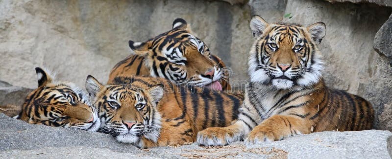 Familie van Sumatran-tijger royalty-vrije stock fotografie Familie van Sumatran-tijger royalty-vrije stock fotografie