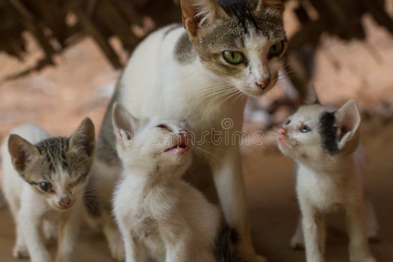 Familie van wilde katten stock foto Familie van wilde katten stock foto