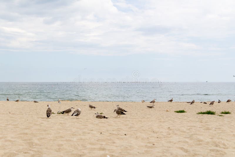 Familie van zeemeerlingen die hun baby's opvoeden op het strand stock afbeeldingen Familie van zeemeerlingen die hun baby's opvoeden op het strand stock afbeeldingen
