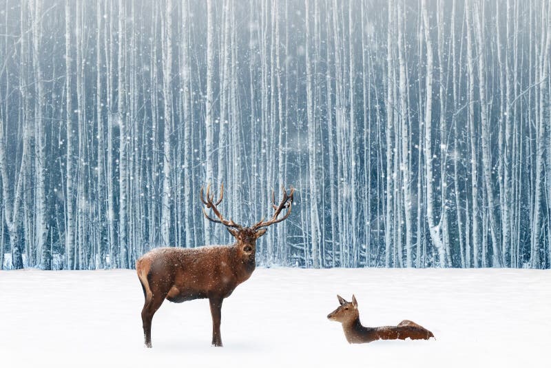 Familie von edlen Rotwild in einem Traumbild Wald des verschneiten Winters Weihnachtsin der blauen und weißen Farbe snowing